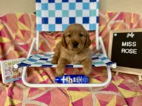 Miss Rose, a female Golden Retriever for sale in Inverness, FL – Photo 1 of 3