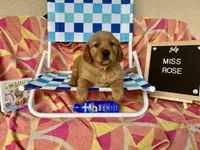 Miss Rose, a female Golden Retriever for sale in Inverness, FL – Photo 2 of 3