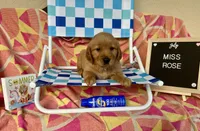 Miss Rose, a female Golden Retriever for sale in Inverness, FL – Photo 3 of 3