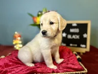 Miss Black, a female Golden Retriever for sale in Inverness, FL – 3 of 3