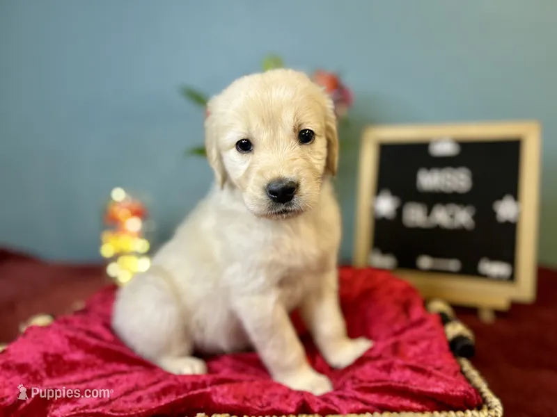 Miss Black – Golden Retriever puppy for sale in Inverness, FL