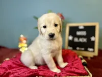 Miss Black, a female Golden Retriever for sale in Inverness, FL – 1 of 3