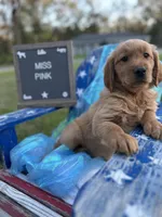 Miss Pink, a male Golden Retriever for sale in Inverness, FL – Photo 2 of 4