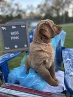 Miss Pink, a male Golden Retriever for sale in Inverness, FL – Photo 3 of 4