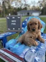 Miss Pink, a male Golden Retriever for sale in Inverness, FL – Photo 4 of 4
