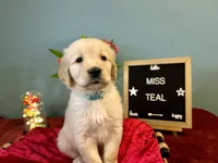 Miss Teal, a female Golden Retriever for sale in Inverness, FL – 2 of 3