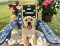 Miss Lavender, a male Golden Retriever for sale in Inverness, FL – 3 of 4