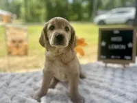 Miss Lemon, a female Golden Retriever for sale in Inverness, FL – Photo 2 of 3