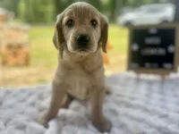 Miss Lemon, a female Golden Retriever for sale in Inverness, FL – Photo 3 of 3
