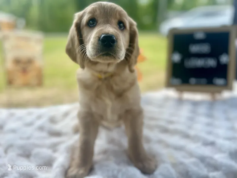 Miss Lemon – Golden Retriever puppy for sale in Inverness, FL