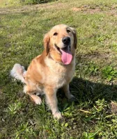 Mr. Green, a male Golden Retriever for sale in Inverness, FL – Photo 6 of 7