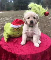 Mr. Green, a male Golden Retriever for sale in Inverness, FL – Photo 3 of 7