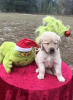Mr. Green, a male Golden Retriever for sale in Inverness, FL – Photo 2 of 7