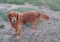 Mr. Green, a male Golden Retriever for sale in Inverness, FL – Photo 7 of 7