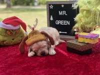 Mr. Green, a male Golden Retriever for sale in Inverness, FL – Photo 5 of 7