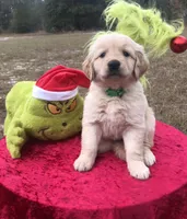 Mr. Green, a male Golden Retriever for sale in Inverness, FL – Photo 1 of 7