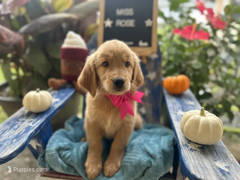 Miss Rose – Golden Retriever puppy for sale in Inverness, FL