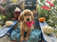 Miss Rose, a female Golden Retriever for sale in Inverness, FL – 1 of 3