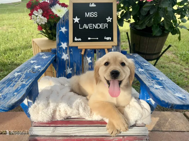 Miss Lavender – Golden Retriever puppy for sale in Inverness, FL
