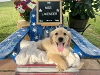 Miss Lavender, a male Golden Retriever for sale in Inverness, FL – 1 of 4