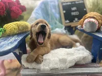 Mr. Red, a male Golden Retriever for sale in Inverness, FL – Photo 3 of 5