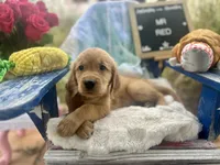 Mr. Red, a male Golden Retriever for sale in Inverness, FL – Photo 2 of 5