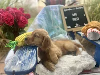 Mr. Red, a male Golden Retriever for sale in Inverness, FL – Photo 1 of 5