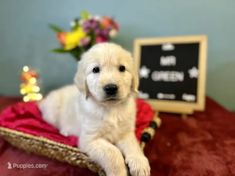 Mr. Green – Golden Retriever puppy for sale in Inverness, FL
