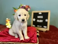 Miss Ruby, a female Golden Retriever for sale in Inverness, FL – 3 of 3