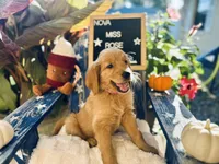 Miss Rose, a female Golden Retriever for sale in Inverness, FL – 2 of 5