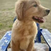 Mr. Blue, a male Golden Retriever for sale in Inverness, FL – Photo 2 of 3