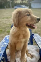 Mr. Blue, a male Golden Retriever for sale in Inverness, FL – Photo 2 of 3