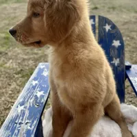 Mr. Blue, a male Golden Retriever for sale in Inverness, FL – Photo 3 of 3