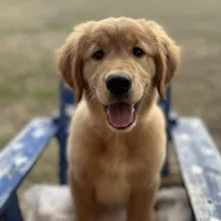 Mr. Blue, a male Golden Retriever for sale in Inverness, FL – Photo 1 of 3