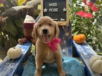 Miss Rose, a female Golden Retriever for sale in Inverness, FL – 3 of 3