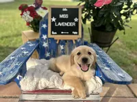 Miss Lavender, a male Golden Retriever for sale in Inverness, FL – 4 of 4