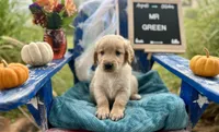 Mr. Green, a male Golden Retriever for sale in Inverness, FL – Photo 2 of 4