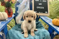 Mr. Green, a male Golden Retriever for sale in Inverness, FL – Photo 3 of 4