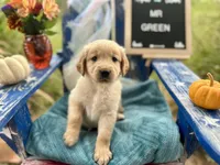 Mr. Green, a male Golden Retriever for sale in Inverness, FL – Photo 1 of 4
