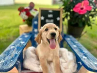 Mr. Blue, a male Golden Retriever for sale in Inverness, FL – 1 of 4