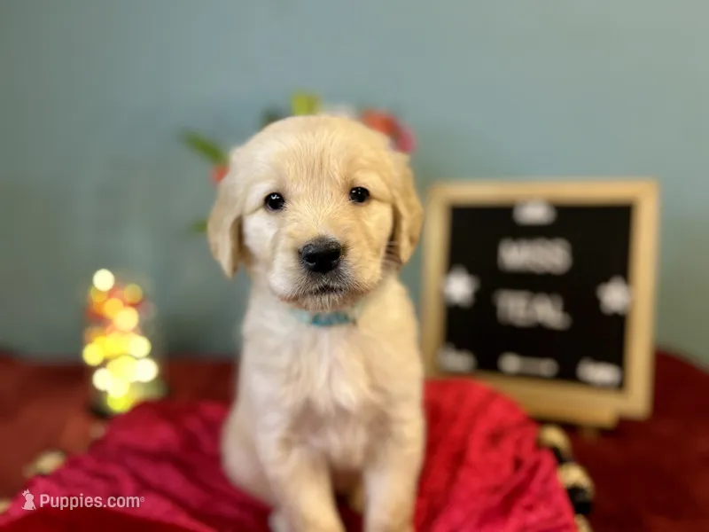 Miss Teal – Golden Retriever puppy for sale in Inverness, FL