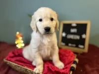Mr. Green, a male Golden Retriever for sale in Inverness, FL – 3 of 3