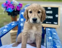 Miss Cyan, a female Golden Retriever for sale in Inverness, FL – Photo 2 of 3