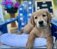 Miss Cyan, a female Golden Retriever for sale in Inverness, FL – Photo 3 of 3