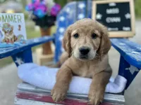 Miss Cyan, a female Golden Retriever for sale in Inverness, FL – Photo 1 of 3