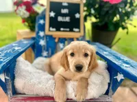 Mr. Blue, a male Golden Retriever for sale in Inverness, FL – 2 of 4