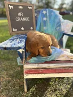 Mr. Orange, a male Golden Retriever for sale in Inverness, FL – Photo 3 of 6