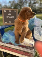 Mr. Orange, a male Golden Retriever for sale in Inverness, FL – Photo 4 of 6
