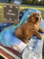 Mr. Orange, a male Golden Retriever for sale in Inverness, FL – Photo 5 of 6