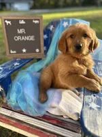 Mr. Orange, a male Golden Retriever for sale in Inverness, FL – Photo 1 of 6